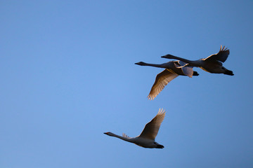 空を飛ぶ白鳥