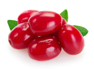 Fresh dogwood on white background