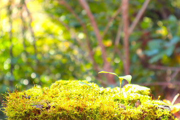 苔の生えた木から出た芽