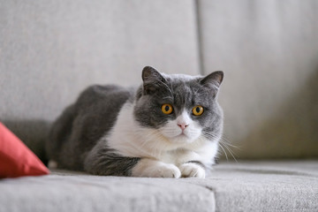 British shorthair cat lying on the sofa