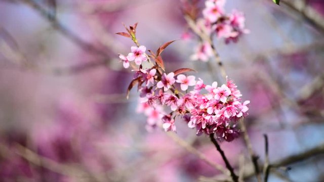 Wild Himalayan Cherry (Prunus cerasoides) blooming with bluesky in thailand , Phu Lom Lo mountain , Sakura in Thailand