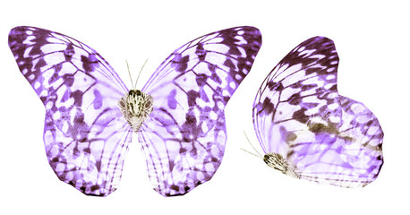 Two watercolor butterflies , isolated on white background