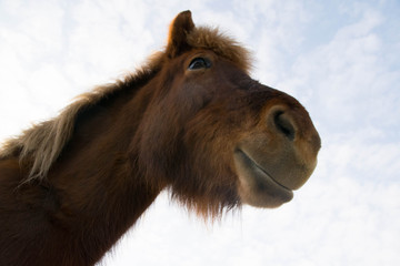 Pferd im Schwarzwald