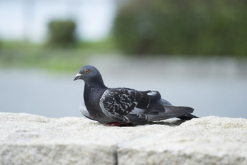 Red eyed black pigeon sitting on the rock, with a white, green background