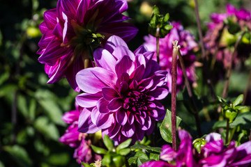 Fototapeta premium Lilac with white dahlia flower close-up. Flowers grow in the garden in the open.