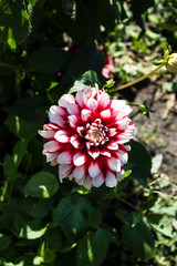 Red and white dahlia flower close-up.  Flowers grow in the garden in the open.
