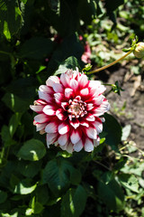 Red and white dahlia flower close-up.  Flowers grow in the garden in the open.