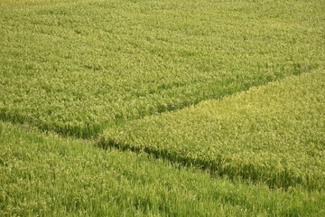 A green paddy field in India, Green grass in the summer meadow in the sunshine.