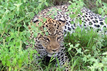 Fototapeta na wymiar Leopard, Queen Elizabeth National Park, Uganda