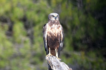 aguila lagunero