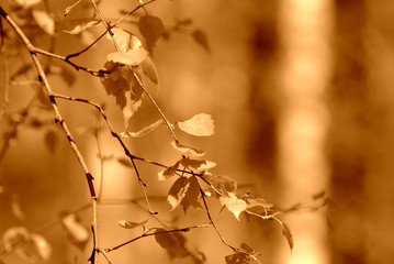 Young birch leaves lit by the sun on a spring day. Natural background brown color toned