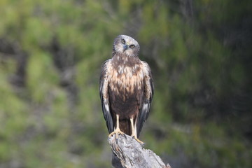 aguila lagunero