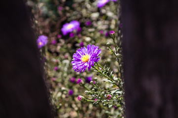 Lilac, purple aster flowers grow in the garden by a wooden fence.