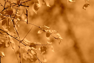 Young birch leaves lit by the sun on a spring day. Natural background brown color toned