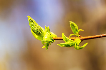 Spring bud. Composition of nature. Spring Awakening Concept