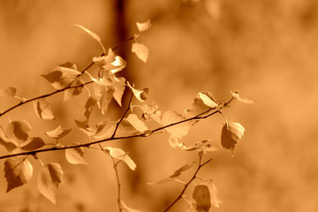 Young birch leaves lit by the sun on a spring day. Natural background brown color toned