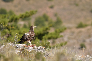 alimoche