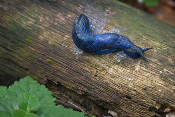 Bielzia coerulans