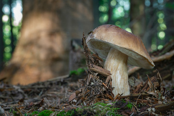 Edible mushroom Boletus edulis
