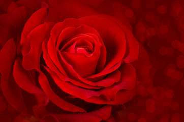 Obraz na płótnie Canvas Beautiful Red Rose Close up. Macro Flower Background Photo
