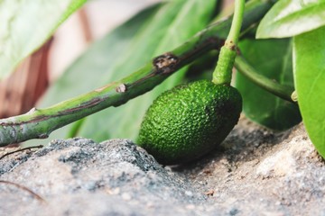 A ripe avocado from Israel