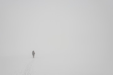 Man climbing on the mountain hill with hiking sticks and backpack during the blizzard - obrazy, fototapety, plakaty