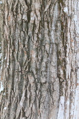 Fototapeta premium Old gray cracked wood bark texture. Tree trunk.