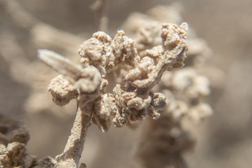 Desert flower closeup