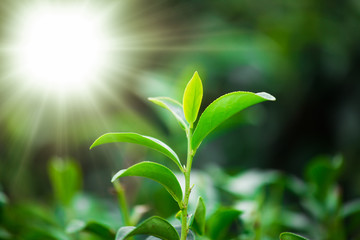 Beautiful of a green tea leaves with sunshine in the morning,Leaf of tea in garden