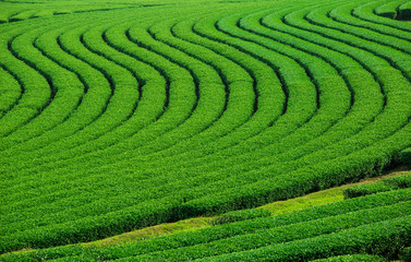 Landscape of green tea plantation,Leaves background texture
