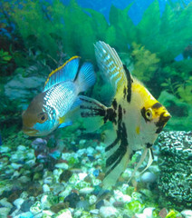 Naklejka na ściany i meble tropical fish in an aquarium