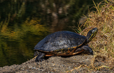 Fototapeta premium Turtle basking in the sun