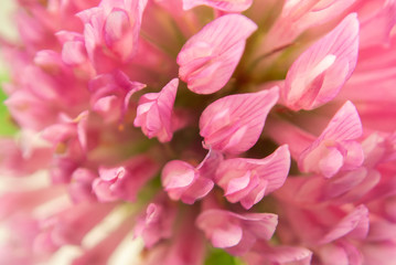 Pink clover petals