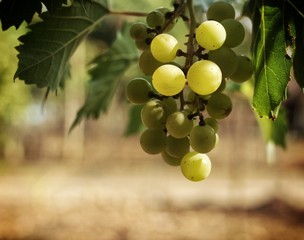 bunch of grapes on the vine