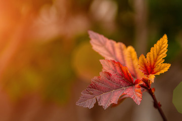 Bubble growing in the garden. Fresh orange leaves on a branch. Organic gardening.