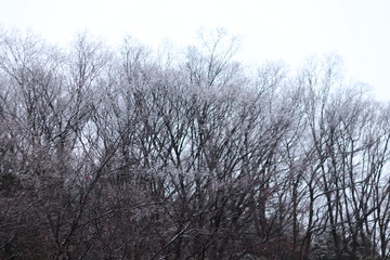 小ぶり雪景色　木々たち