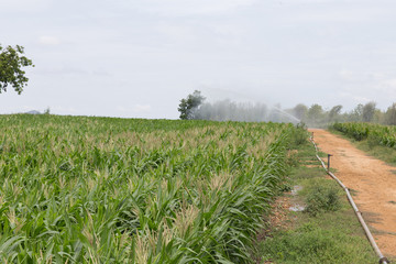 Fototapeta na wymiar Green field with corn and overhead irrigation