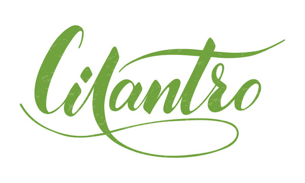 Vector hand written cilantro text isolated on white background. Kitchen healthy herbs and spices for cooking. Script brushpen lettering with flourishes. Handwriting for banner, poster, product label