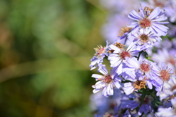 flowers in garden