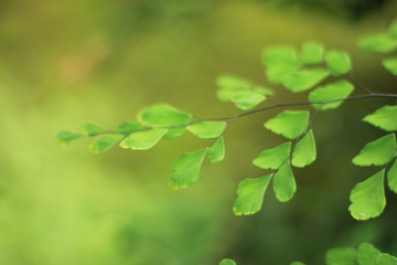leaves on green background