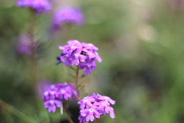 purple flower in the garden