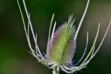 thistle on green background