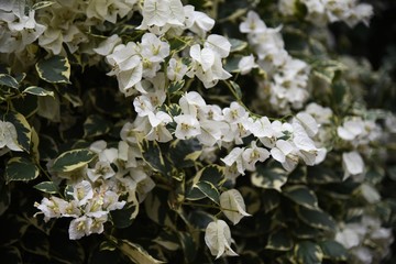 Bougainvillea is a vine that is brilliant and beautiful native to the South American rainforest, but has sharp thorns on its branches. © tamu