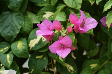 Fototapeta premium Bougainvillea is a vine that is brilliant and beautiful native to the South American rainforest, but has sharp thorns on its branches.