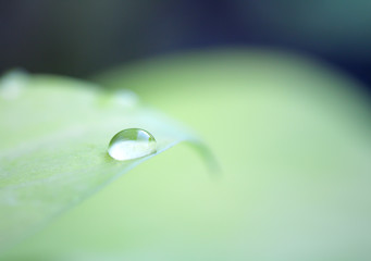 Water drops on green grass leaf field blurred background in the morning nature garden