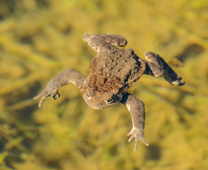 toad frog swimming in clear water