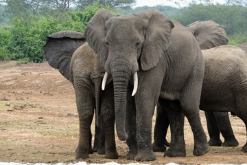 Fototapeta premium African elephant, Queen Elizabeth National Park, Uganda