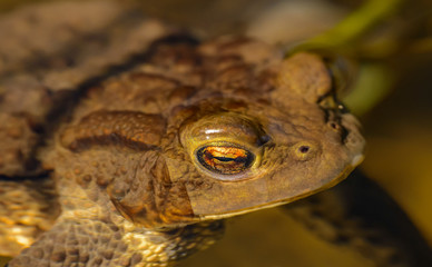 eye detail portrait of toad frog in the water