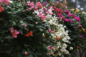 Bougainvillea is a vine that is brilliant and beautiful native to the South American rainforest, but has sharp thorns on its branches.