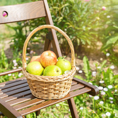 Wicker basket with green and red apples on wooden garden chair with sunlight. Harvest time. Organic...